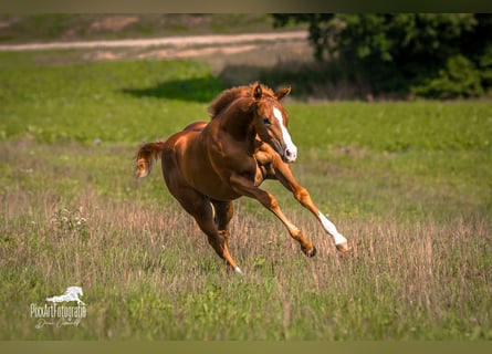 American Quarter Horse, Klacz, Źrebak (01/2026), Ciemnokasztanowata