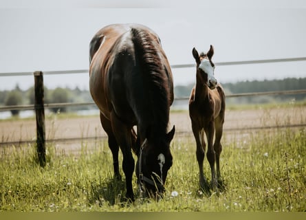 American Quarter Horse, Klacz, Źrebak (05/2026), Gniada