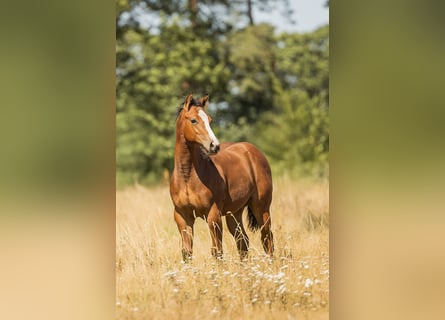 American Quarter Horse, Klacz, Źrebak (06/2026), Gniada