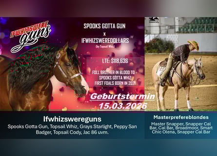 American Quarter Horse, Klacz, Źrebak (03/2026), Jelenia