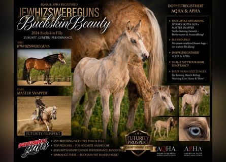 American Quarter Horse, Klacz, Źrebak (03/2026), Jelenia