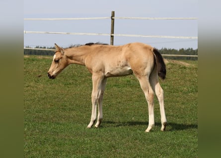 American Quarter Horse, Klacz, Źrebak (02/2026), Jelenia