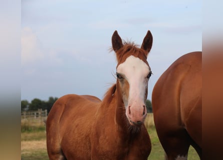 American Quarter Horse, Klacz, Źrebak (05/2024), Kasztanowata