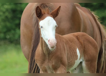 American Quarter Horse, Klacz, Źrebak (05/2026), Kasztanowata