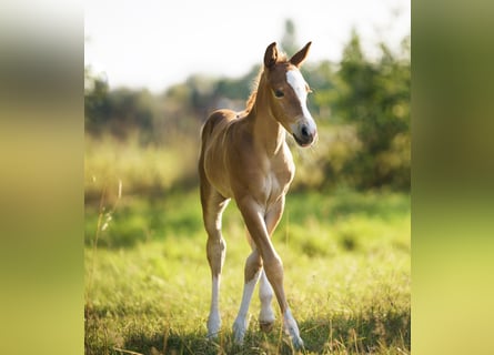 American Quarter Horse, Klacz, Źrebak (05/2025), Kasztanowata
