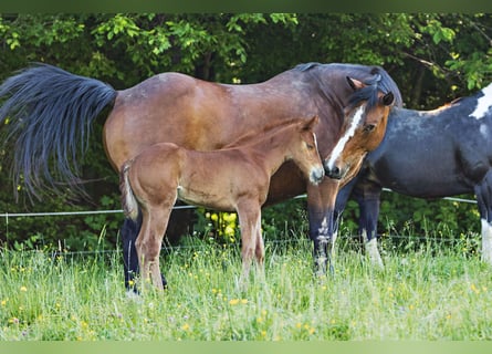 American Quarter Horse, Klacz, Źrebak (05/2024), Kasztanowata