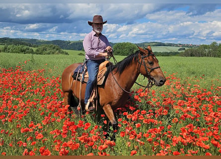 American Quarter Horse, Mare, 10 years, 14.2 hh, Brown