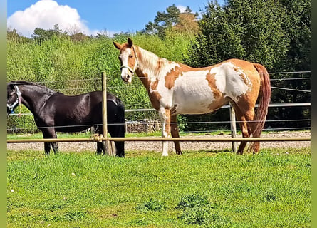 American Quarter Horse, Mare, 10 years, 14.2 hh, Overo-all-colors