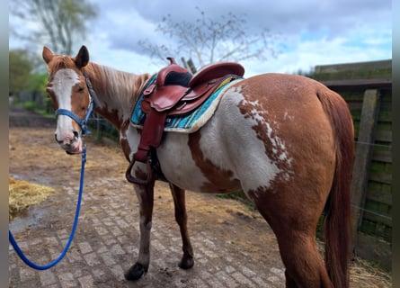 American Quarter Horse, Mare, 10 years, 14,2 hh, Overo-all-colors