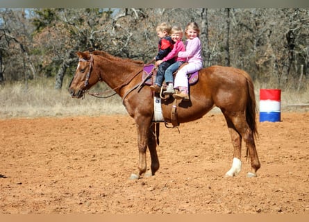 American Quarter Horse, Mare, 10 years, 14.2 hh, Sorrel