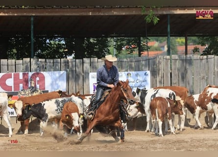 American Quarter Horse, Mare, 10 years, 14,3 hh, Chestnut-Red