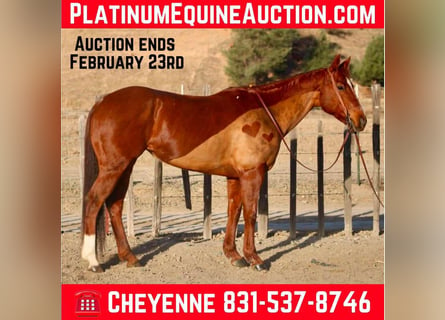 American Quarter Horse, Mare, 10 years, 14,3 hh, Chestnut