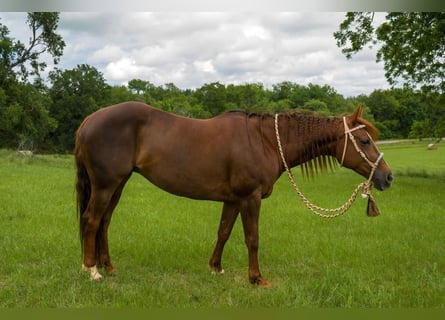 American Quarter Horse, Mare, 10 years, 14 hh, Brown