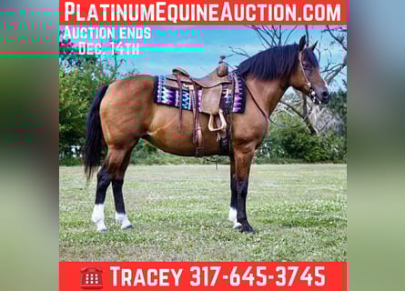 American Quarter Horse, Mare, 10 years, 14,2 hh, Bay