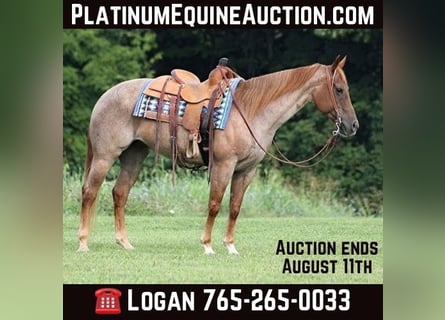 American Quarter Horse, Mare, 10 years, 15,1 hh, Roan-Red