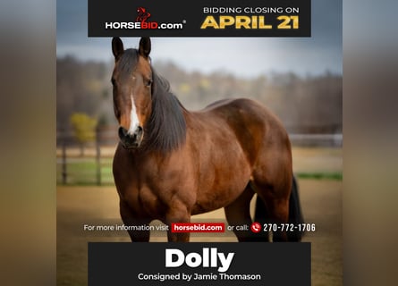 American Quarter Horse, Mare, 10 years, 15.2 hh, Bay