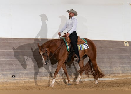 American Quarter Horse, Mare, 10 years, 15,2 hh, Chestnut-Red