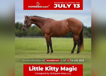 American Quarter Horse, Mare, 10 years, 15 hh, Bay