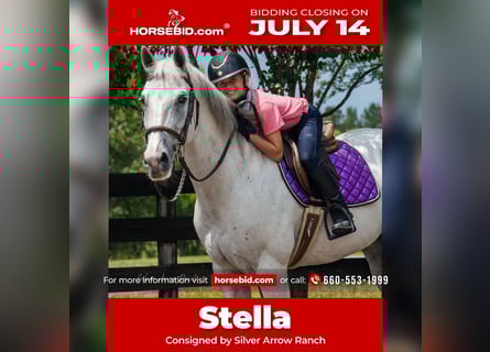 American Quarter Horse, Mare, 10 years, 15 hh, Gray