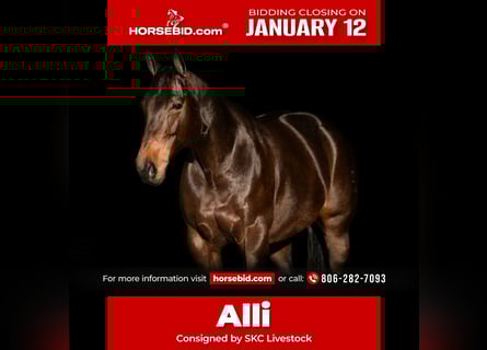 American Quarter Horse, Mare, 10 years, 15 hh