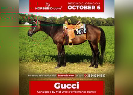 American Quarter Horse, Mare, 10 years, 16,3 hh, Bay-Dark