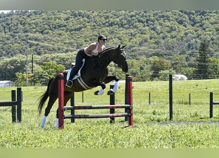 American Quarter Horse, Mare, 10 years, Bay