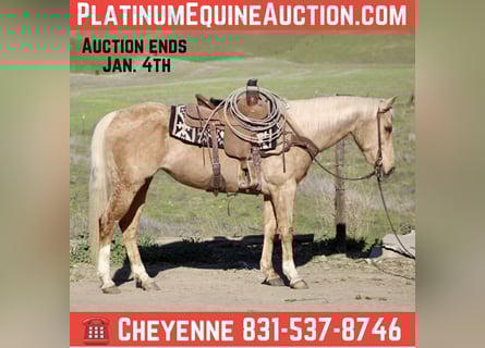 American Quarter Horse, Mare, 10 years, Palomino