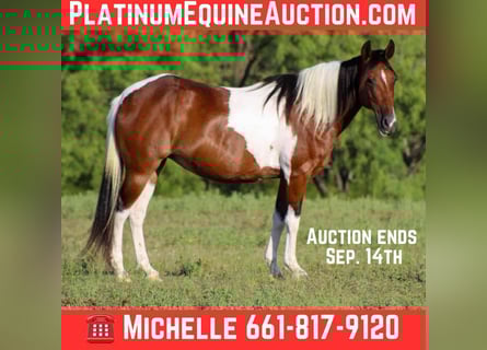 American Quarter Horse, Mare, 10 years, Tobiano-all-colors