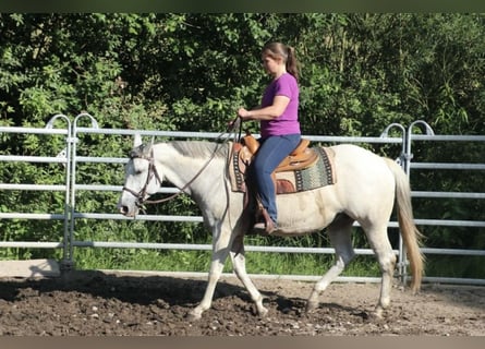 American Quarter Horse, Mare, 11 years, 14.2 hh, Grey-Fleabitten American Quarter Horse, Mare, 11 years, 14.2 hh, Grey-Fleabitten