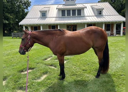 American Quarter Horse, Mare, 11 years, 14 hh, Bay