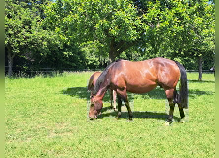 American Quarter Horse, Mare, 11 years, 14,2 hh, Brown