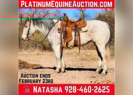 American Quarter Horse, Mare, 11 years, 14,2 hh, Grey