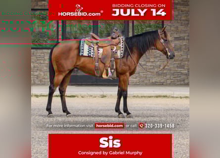 American Quarter Horse, Mare, 11 years, 14,3 hh, Bay