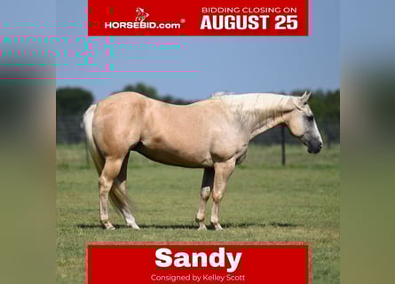 American Quarter Horse, Mare, 11 years, 14,3 hh, Palomino