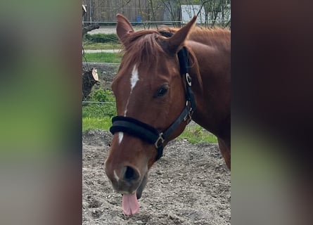 American Quarter Horse, Mare, 11 years, 15.1 hh, Chestnut