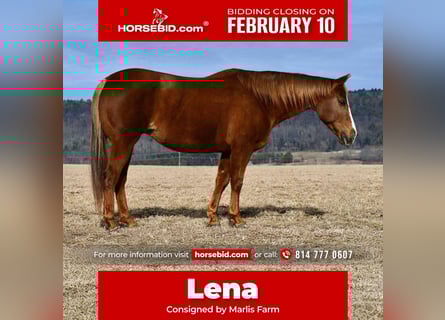 American Quarter Horse, Mare, 11 years, 15 hh, Sorrel