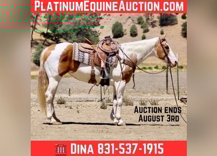 American Quarter Horse, Mare, 11 years, 15 hh, Tobiano-all-colors
