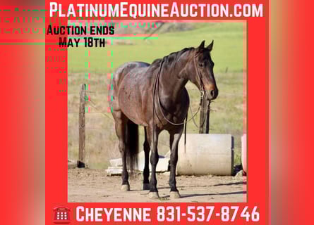 American Quarter Horse, Mare, 11 years, 15,1 hh, Roan-Bay