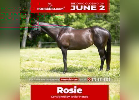 American Quarter Horse, Mare, 11 years, 16 hh, Brown