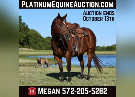 American Quarter Horse, Mare, 11 years, Bay