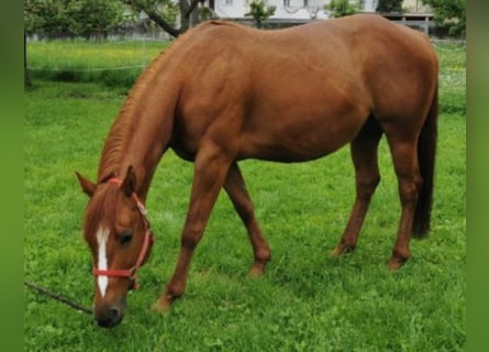 American Quarter Horse, Mare, 12 years, 14,1 hh, Chestnut-Red