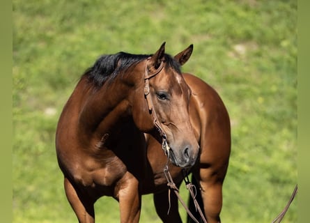 American Quarter Horse, Mare, 12 years, 14.2 hh, Brown