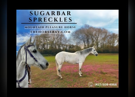 American Quarter Horse, Mare, 12 years, 14.2 hh, Grey