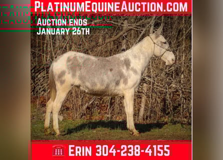 American Quarter Horse, Mare, 12 years, 14.2 hh, Roan-Blue