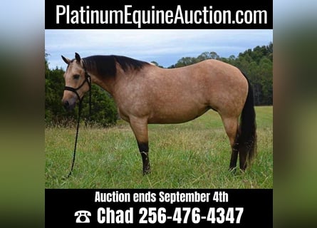 American Quarter Horse, Mare, 12 years, 14.3 hh, Buckskin