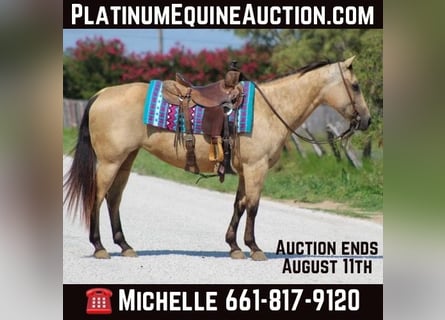 American Quarter Horse, Mare, 12 years, 14 hh, Buckskin