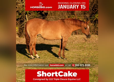 American Quarter Horse, Mare, 12 years, 14 hh, Dun