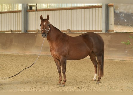 American Quarter Horse, Mare, 12 years, 14,1 hh, Chestnut