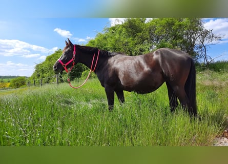 American Quarter Horse, Mare, 12 years, 15.2 hh, Black
