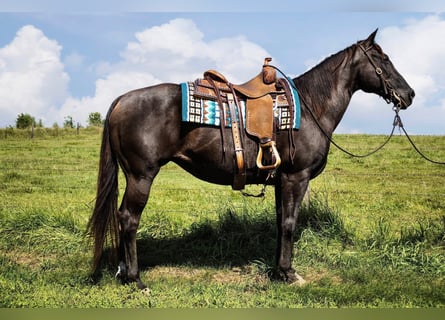 American Quarter Horse, Mare, 12 years, 15 hh, Black